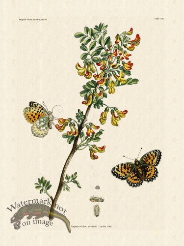 (image for) Wilkes Butterflies 119