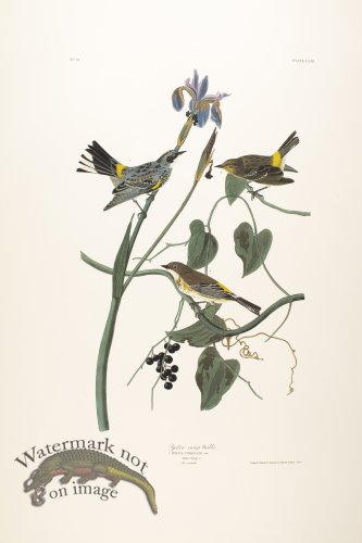 Yellow-Crown Warbler