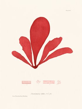 Bradbury Seaweed 096