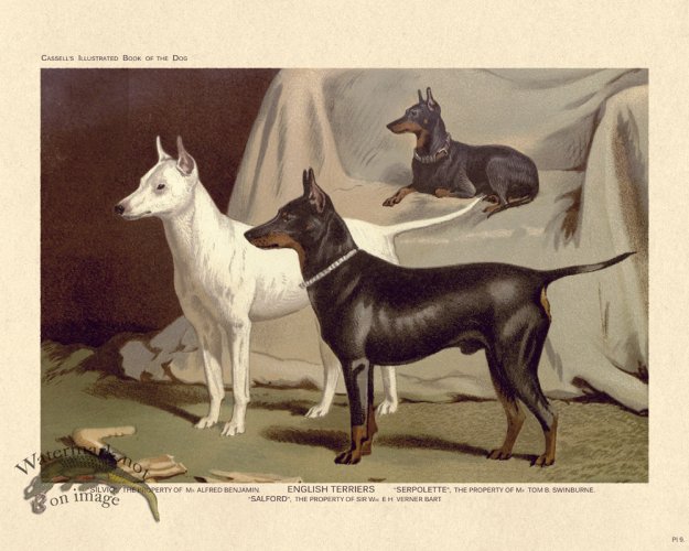 (image for) Cassell Dog 09