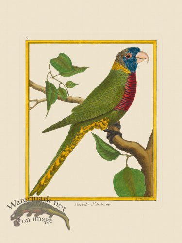 (image for) Martinet Bird 061