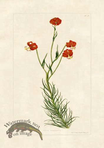 (image for) Edward bury 49