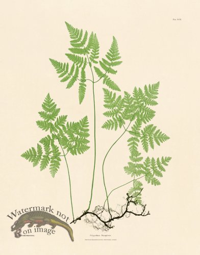 (image for) Bradbury Fern 18