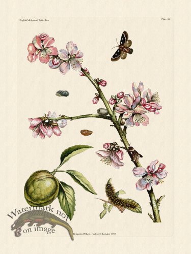 (image for) Wilkes Butterflies 089