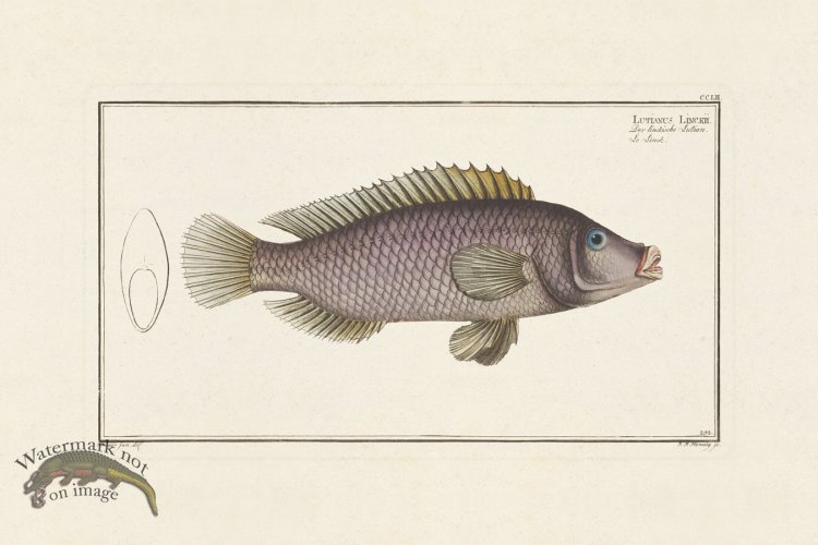 (image for) BLOCH FISH 252