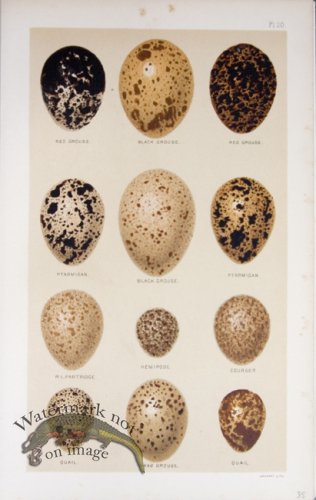 (image for) Seebohm Eggs 15