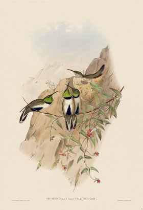 Gould Hummingbird 071