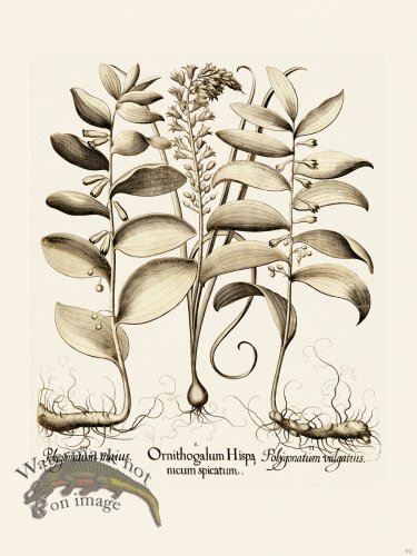 (image for) Besler 092 B1