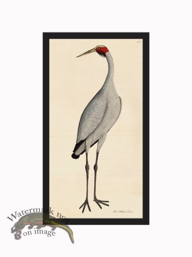 (image for) Rudbeck CFA_BF 248 New Hollad Crane b