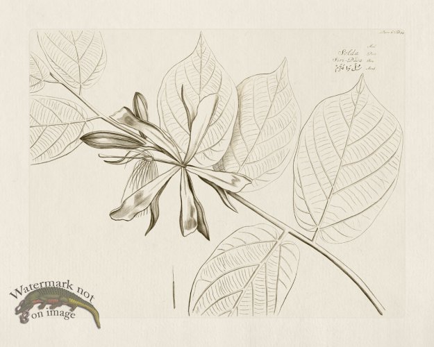 (image for) HORTUS VOl 06 58