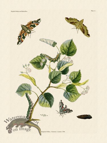 (image for) Wilkes Butterflies 004
