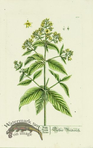 (image for) Blackwell German 048