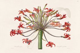 Les Liliacees Redoute 371