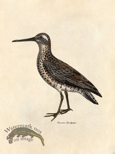 Common Sandpiper - Tribute Bd 33