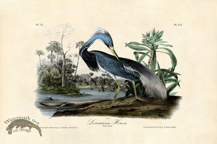 (image for) Lousiana Heron