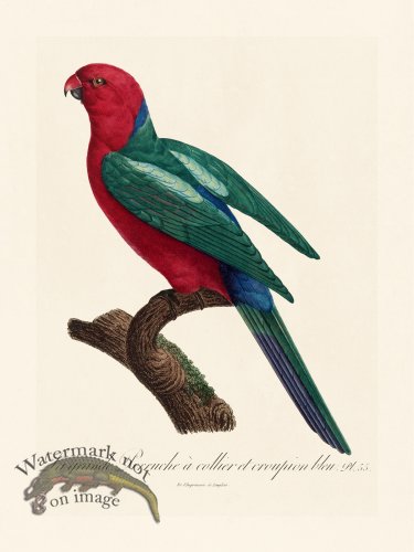 (image for) Barraband Parrot 055