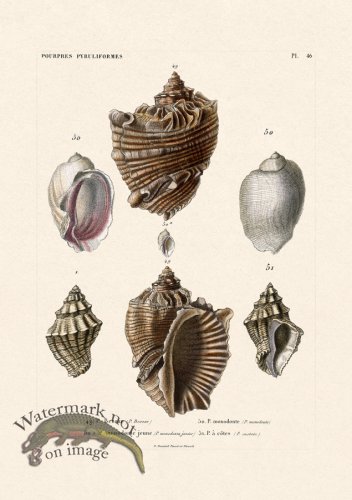 (image for) French Shell 046