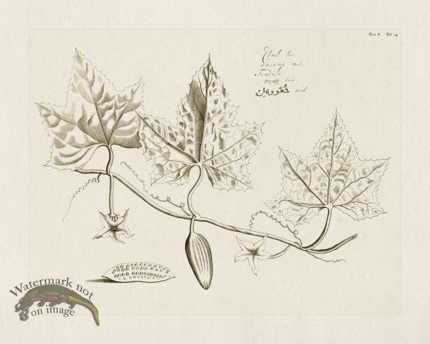 (image for) HORTUS VOl 08 14