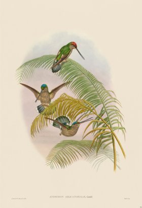 Gould Hummingbird 361