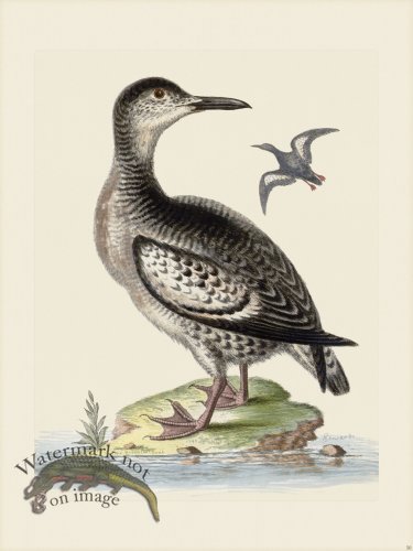 (image for) Edwards 050 Spotted Greenland