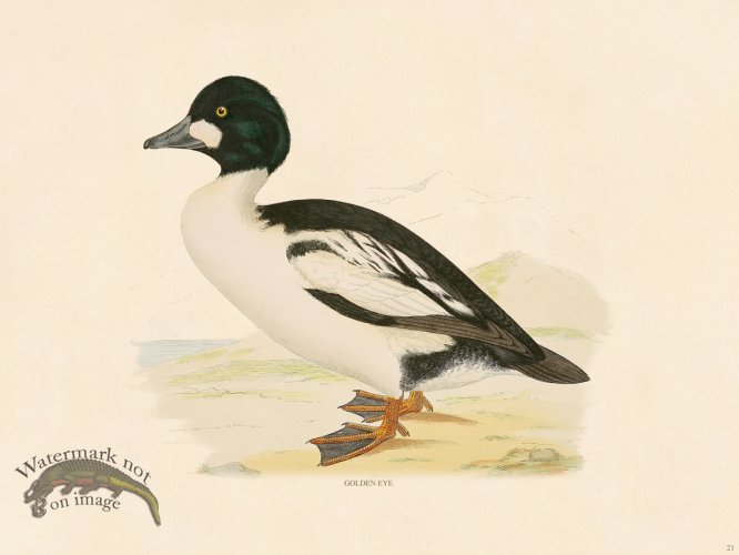 (image for) 21 BGB Golden Eye