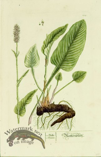 (image for) Blackwell German 130