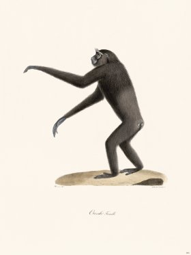 Cuvier 384 Ounko Female