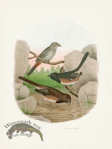 (image for) Thomas Gentry Bird 45