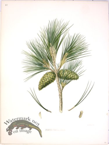 (image for) Lawson Pine Cone 23