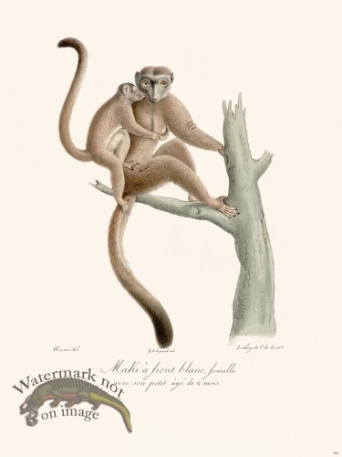 (image for) Cuvier 391 Maki