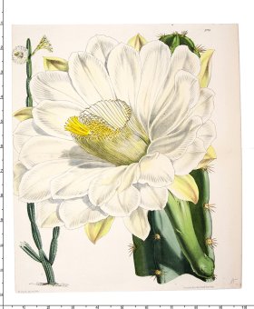 Curtis Botanical 065