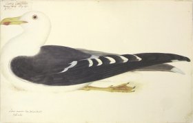263 Swedish Birds . Larus Marinus.Great Black-backed Gull