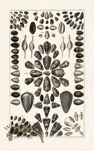 (image for) Seba B2 055