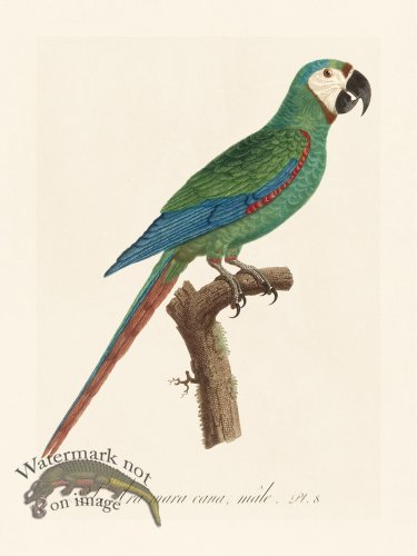 (image for) Barraband Parrot 008