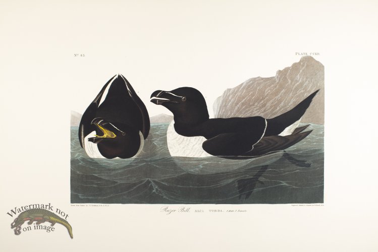 (image for) Razor Billed Auk