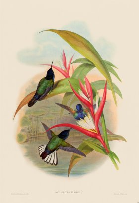 Gould Hummingbird 110