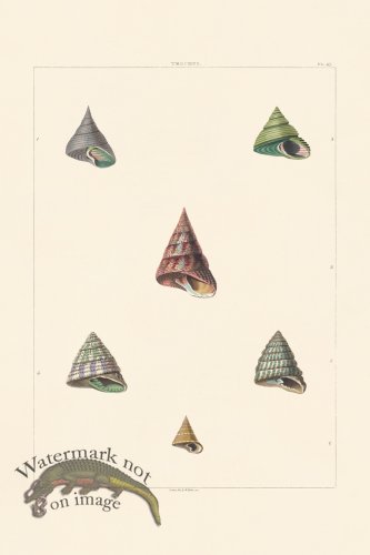 (image for) Perry Shell 47