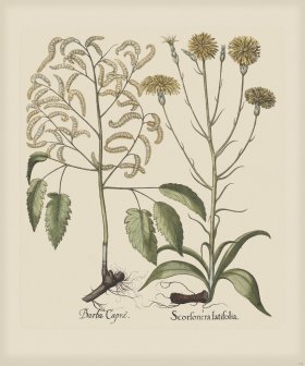 Besler 255 Colored B2