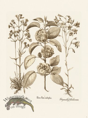 (image for) Besler 005 B1