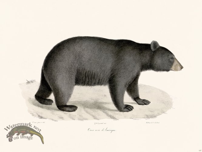 (image for) Cuvier 127 Black Bear of America