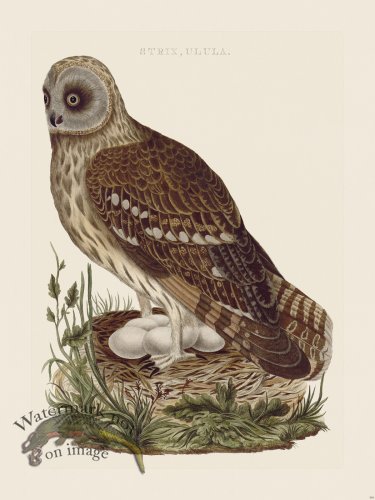 (image for) Nozeman Bird 104