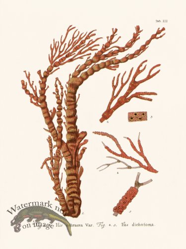 (image for) Esper Coral 003