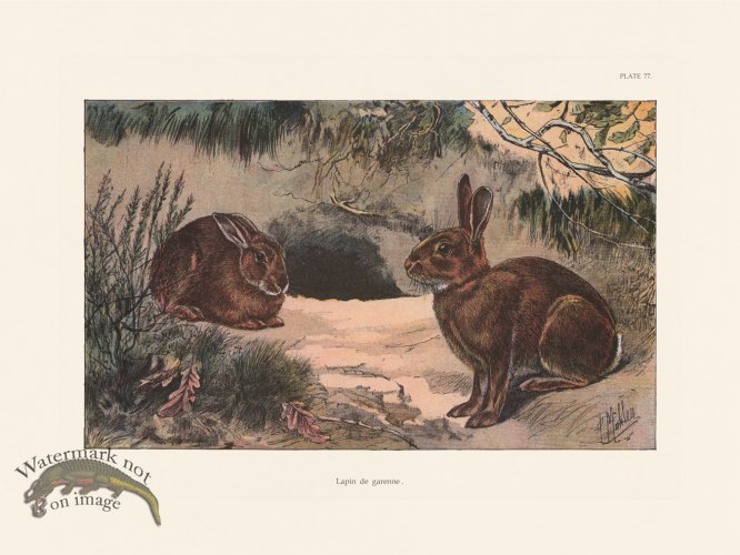 (image for) Les Chiens 077