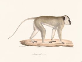 Cuvier 373 Macaque Black Fece