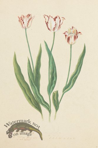 (image for) Blomboken 028