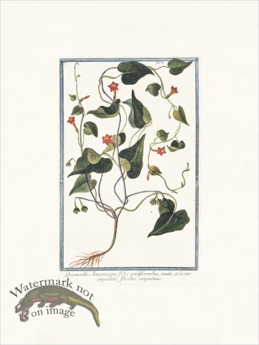 (image for) Bonelli 086 floribus sanguineis