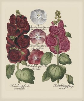 Besler 223 Colored B2