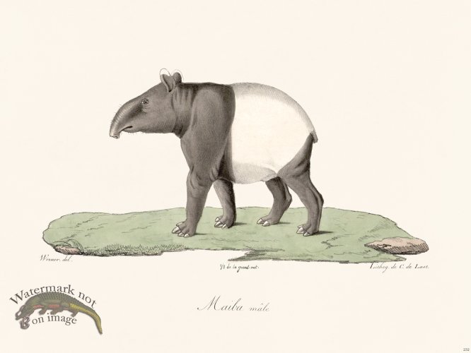 (image for) Cuvier 232 Maiba Male