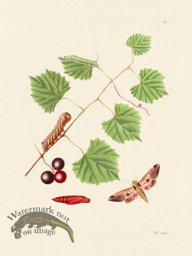 (image for) Abbot Butterfly 041