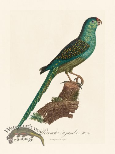 (image for) Barraband Parrot 032